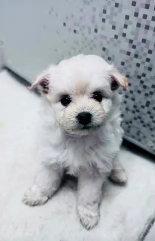 Adorable small white puppy Maltese, playful and healthy is ready for a new home