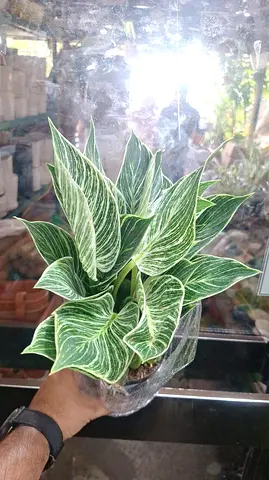 Philodendron Birkin Live Indoor Plant