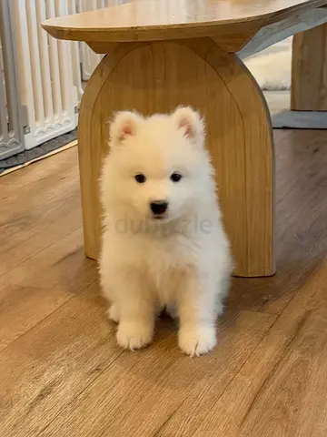 my loving and friendly Samoyed looking for good and caring home