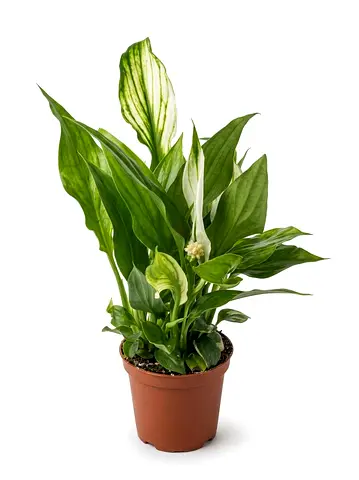 Mini Peace Lily Living Plant - ~15cm - Air Purifier