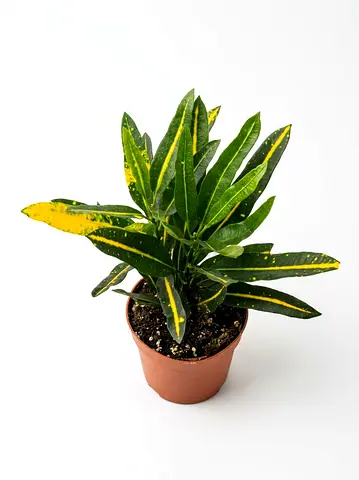 Croton Petra Mini Indoor Plant - 15-20cm Height - Stunning Variegated Foliage Imported from Holland