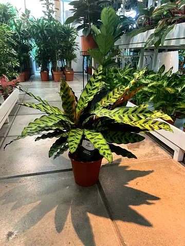 Potted Rattlesnake Calathea (Maranta leuconeura) - Healthy Indoor Plant