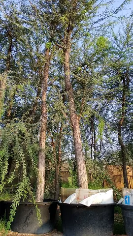 Plants and trees