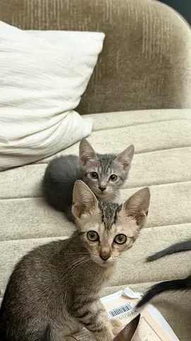 4 kittens for free adoption