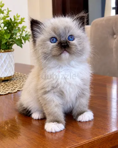 Healthy British Shorthair Kittens – Ready for Their Forever Homes