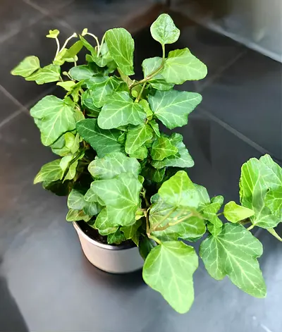 ​🌿 Healthy & English Ivy (Hedera Helix) Ivy Plant for Sale!