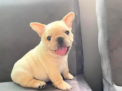 Frenchie Puppies