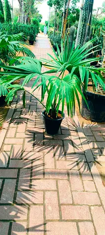 Plant for sale