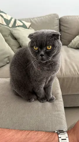 Too Friendly Grey Scottish Fold Cat - Ready for a New Home
