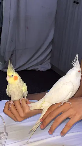 Tamed Ringneck and Cocktail