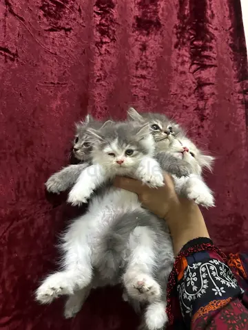 British long hair8 weeks old kitten