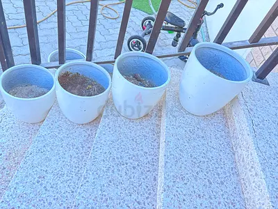 white plant pots (various sizes)