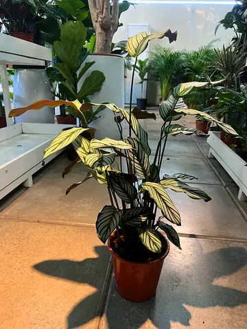 Calathea Ornata (Pinstripe) potted indoor plant - healthy, ready to rehome