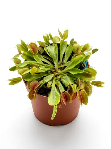 Premium Holland Collection: Exotic Venus Flytrap (Dionaea muscipula) – The Ultimate Live Carnivorous