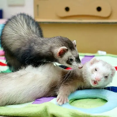 Beautiful ferrets Available