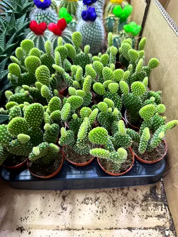 Bunny Ewe Cactus