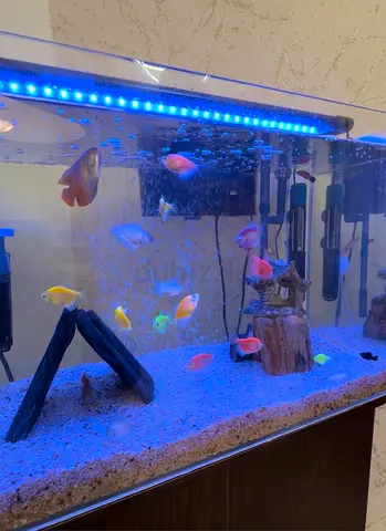 Large Glass Fish Aquarium with Cabinet and Accessories with 5 Parrot fish