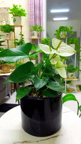 Indoorplant for sale