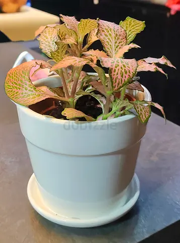 ​🪴 Beautiful Pink  Fittonia(Nerve Plant) in Ceramic Pot For Sale