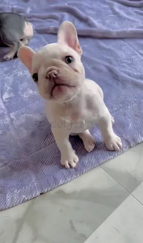 French Bulldog puppy, pure white