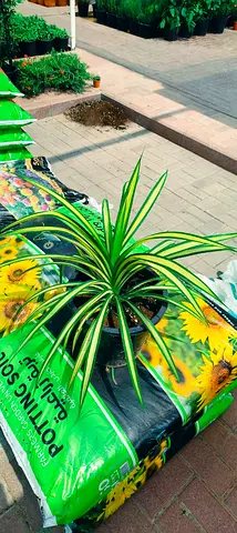 Plant for sale