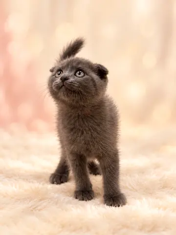 Kitten