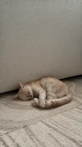 🐾 Rescued Cat for Free Adoption