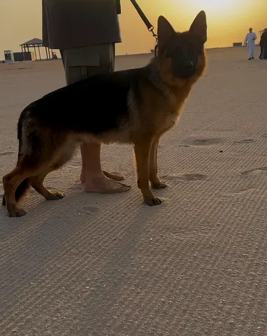 German Shepherd – 9 months old, well-trained and in excellent health