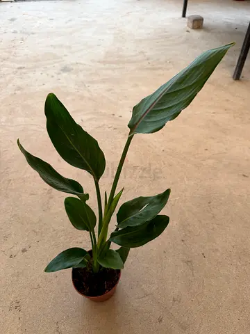 Strelitzia Bird of Paradise - Live Indoor Plant - 50-60cm Height - Premium Holland Import for UAE Ho