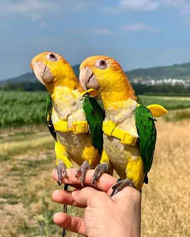 Caique parrots