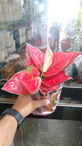 Pink Agloenema Indoor Plant