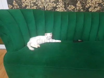 Turkish angora 5 months old