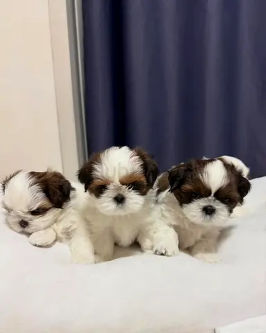 Cute Shittzu puppies 😍 💖