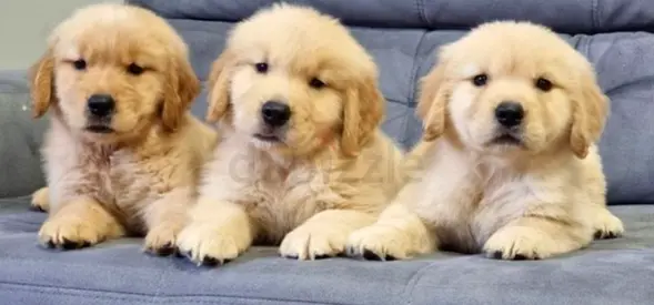 Golden retriever