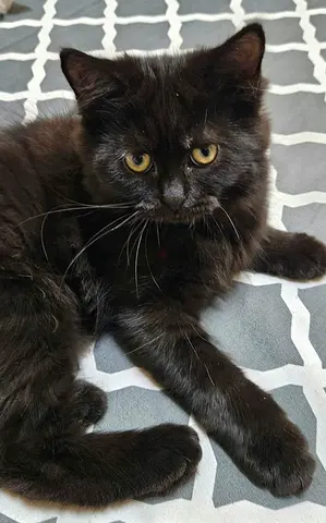 Pair of Black Longhair Persian Kittens - 3 months, friendly