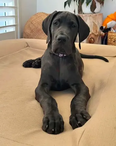 Great Dane Puppies