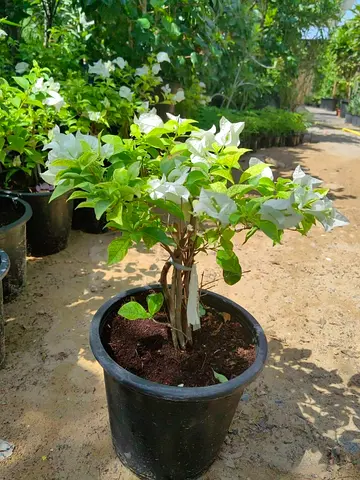 White Bougainvillea Plant for Sale in Sharjah – Home & Garden Decoration