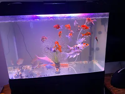 Large home aquarium with multiple goldfish and accessories