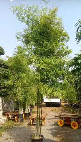Bambusa textilis (Slender Weavers Bamboo)