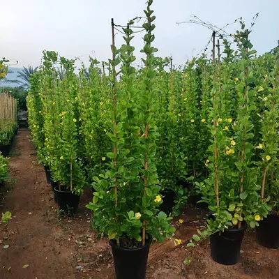 Beautiful Yellow Allamanda plants for sale in Sharjah 🌼