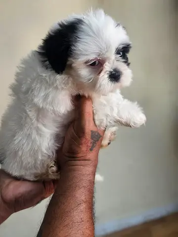 Adorable Shih Tzu Puppy — 52 days , Healthy and Playful