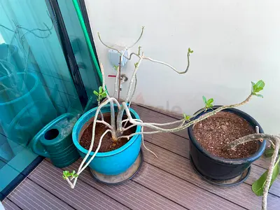 Plant Collection