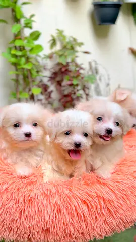 Lemon Ivory Maltese puppies