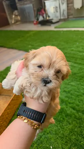 Maltipoo puppies