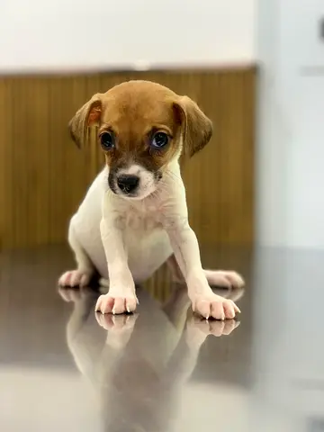 6-week-old Jack Russell mix puppy ready for adoption
