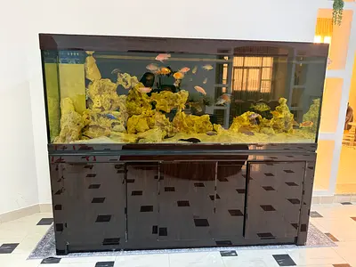Large Aquarium for Sale with Fish & Sump Filtration System