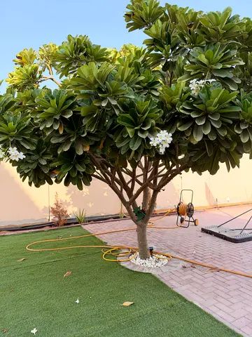 Frangipani Tree