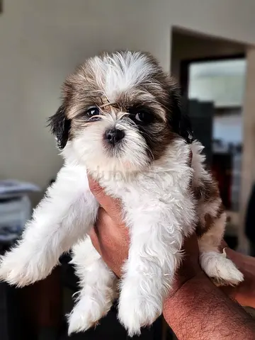 Adorable Shih Tzu Puppy — 52 days , Healthy and Playful