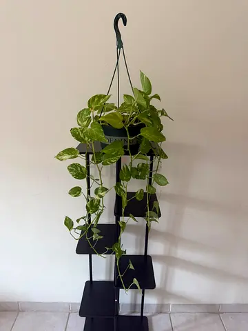 Golden pothos (plant only)