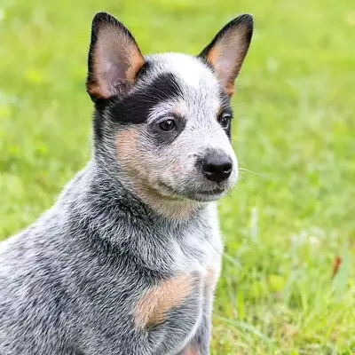 Australian Cattle Dog Puppies